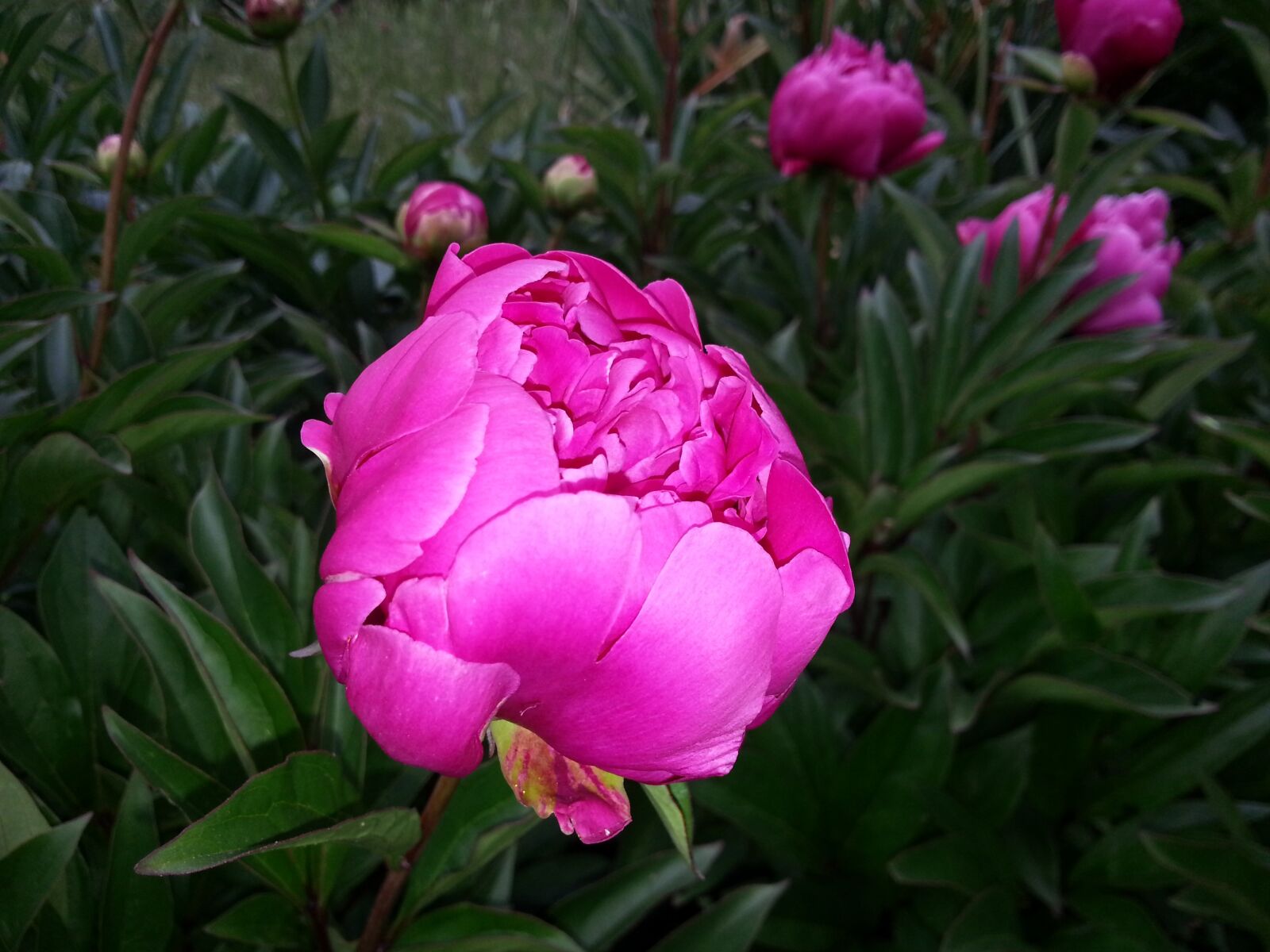 Samsung Galaxy Note2 sample photo. Peony, large flower, pink photography