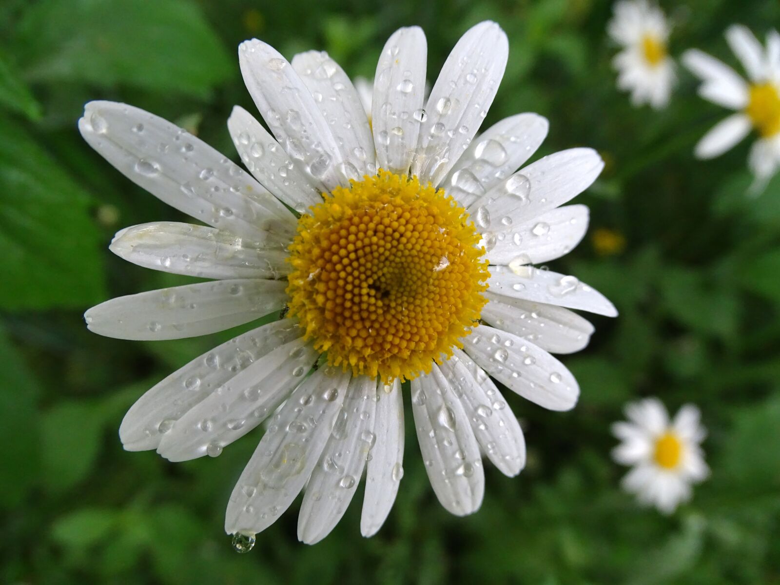 Sony Cyber-shot DSC-HX400V sample photo. Marguerite, raindrop, wild daisy photography