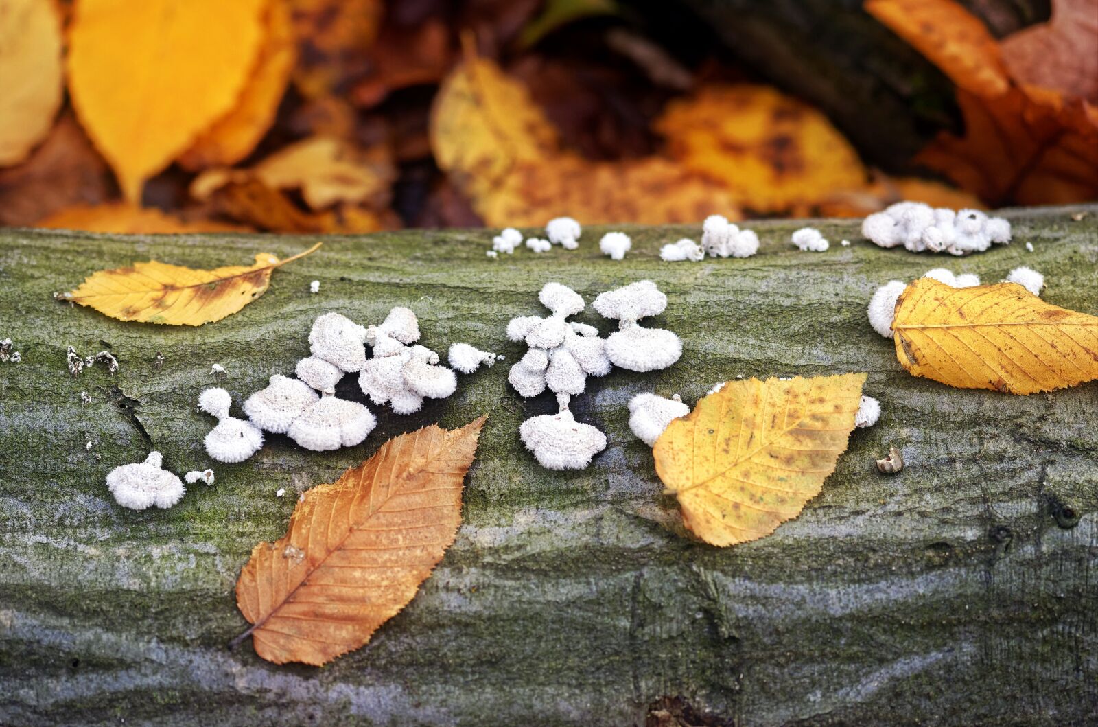 Nikon D5100 sample photo. Leaves, dry, colored photography