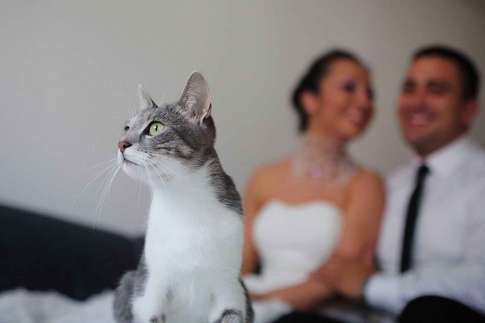 Canon EF 50mm F1.4 USM sample photo. Domestic cat, head, side photography