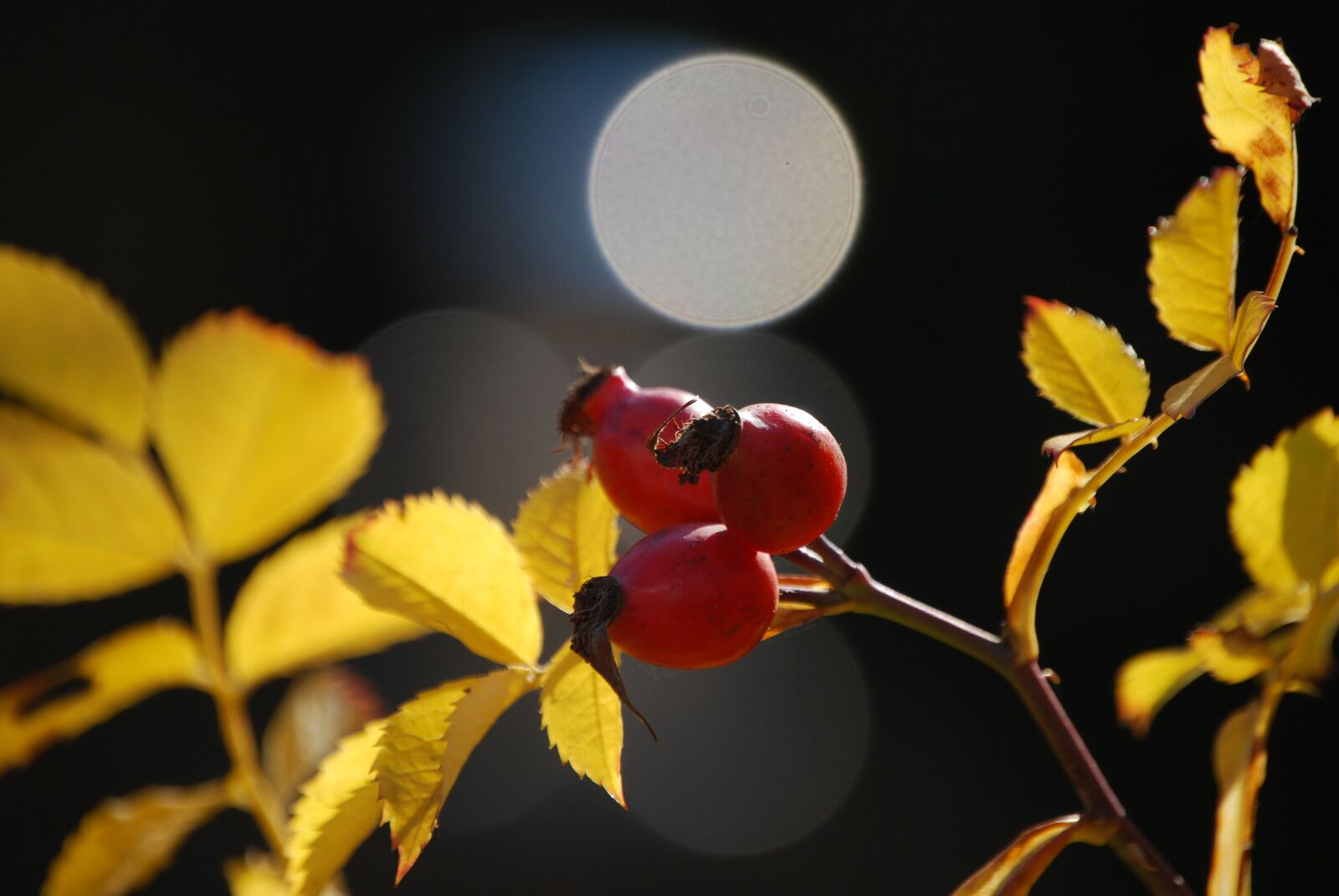 Nikon D40X sample photo. Rose hip, autumn fruit photography