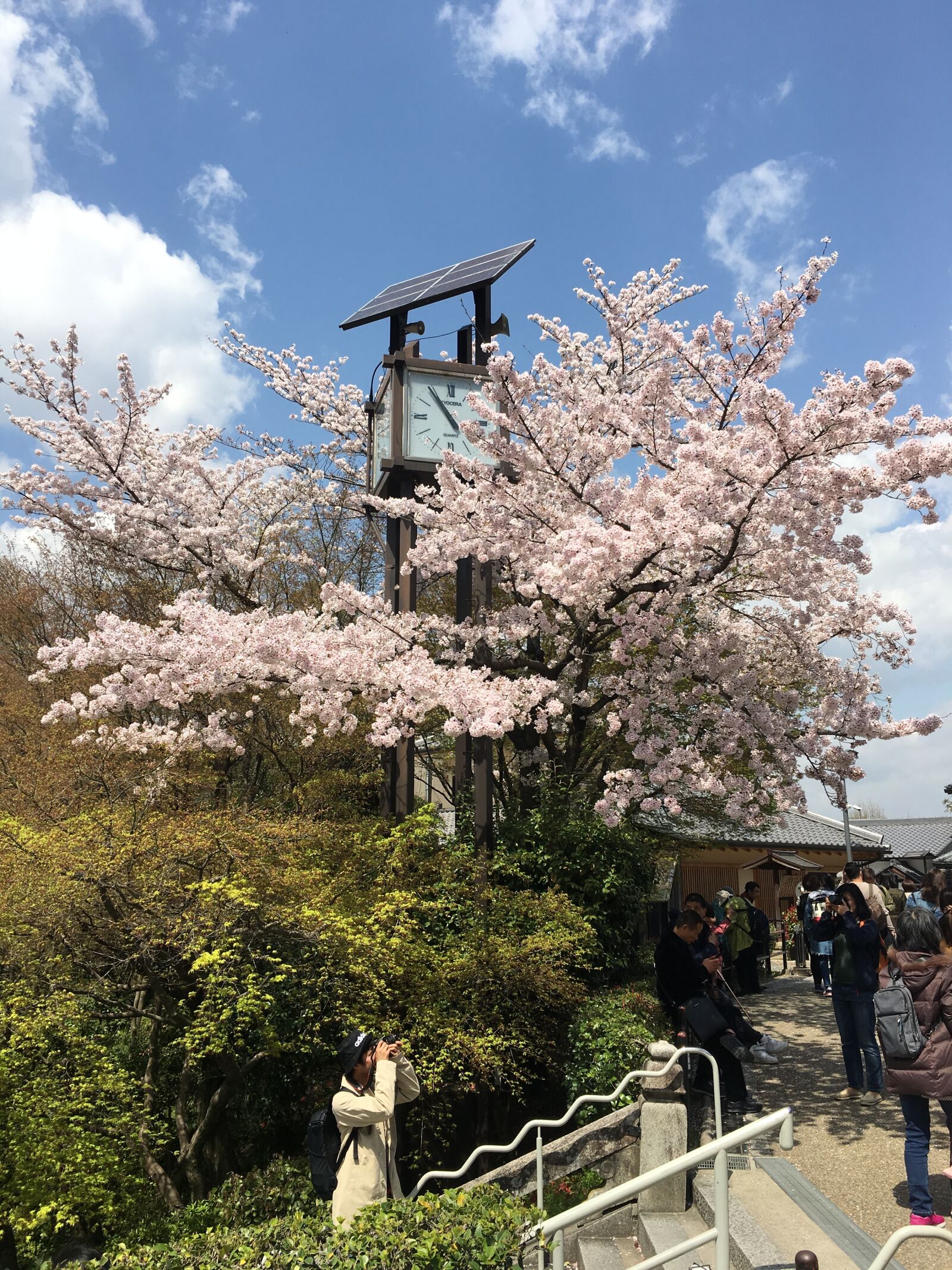 Apple iPhone 6s Plus sample photo. Kyoto, kiyomizu, cherry blossom photography