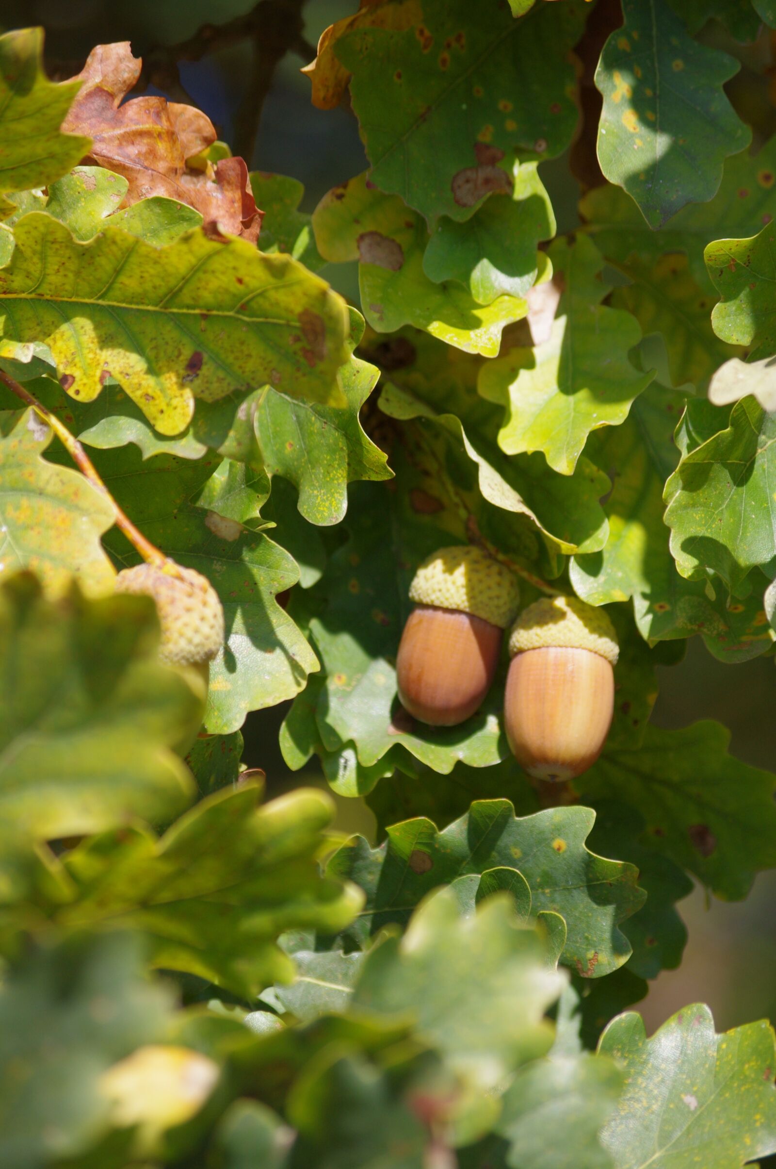 Pentax K-r sample photo. Acorns, oak, fall photography