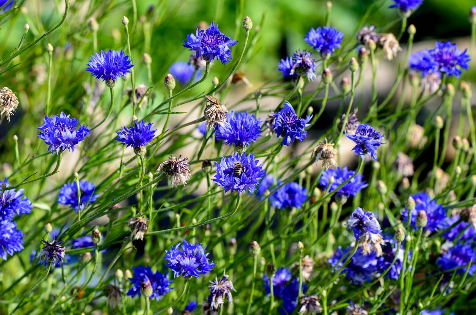 Nikon D7000 sample photo. Cornflower, garden, nature photography