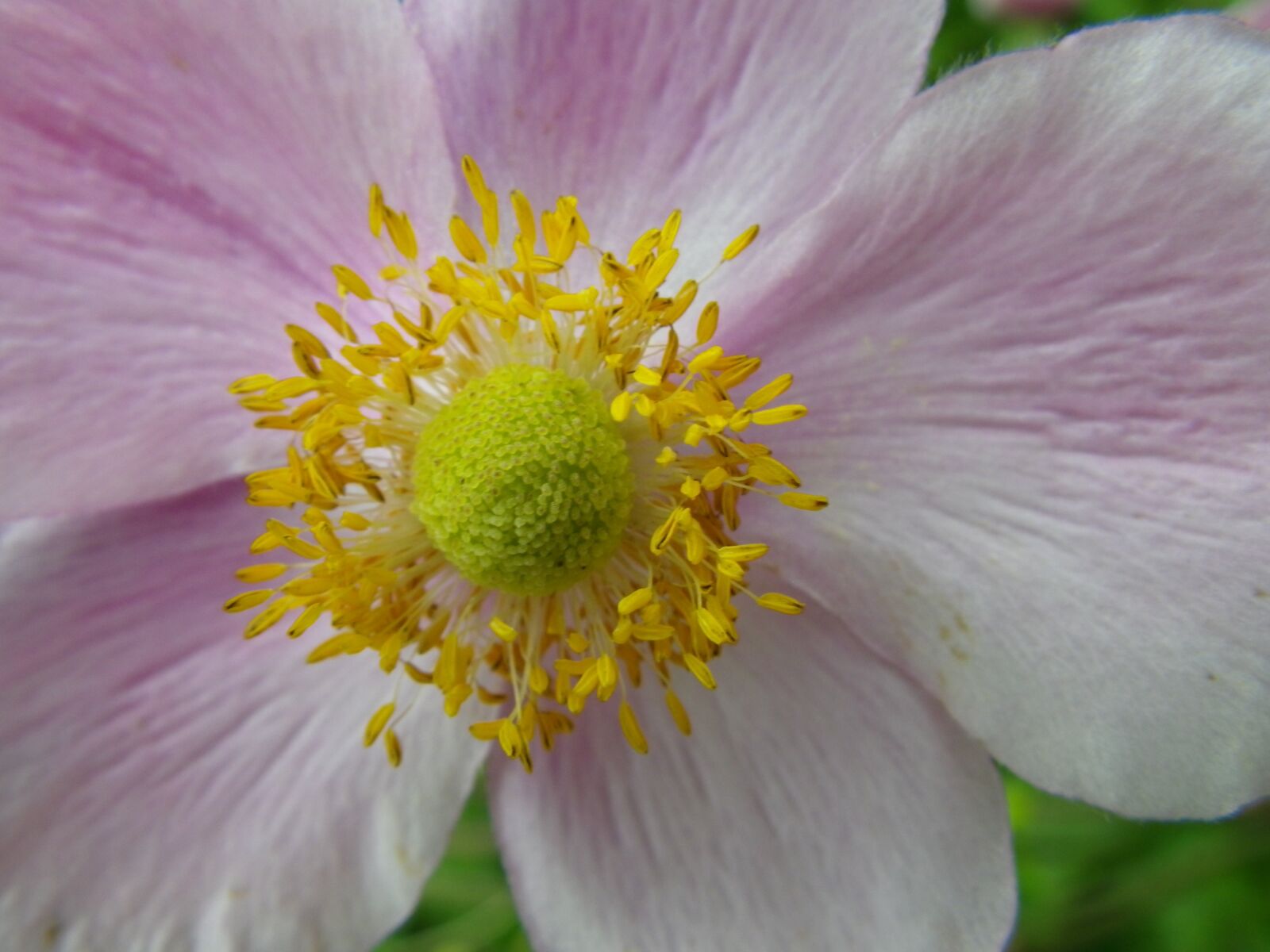 Pentax Optio W90 sample photo. Flower, macro, white photography