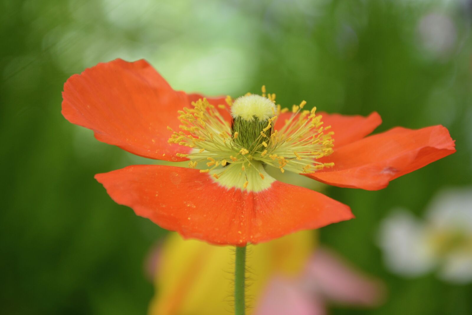 Nikon D5200 sample photo. Nature, flower, flowering poppy photography