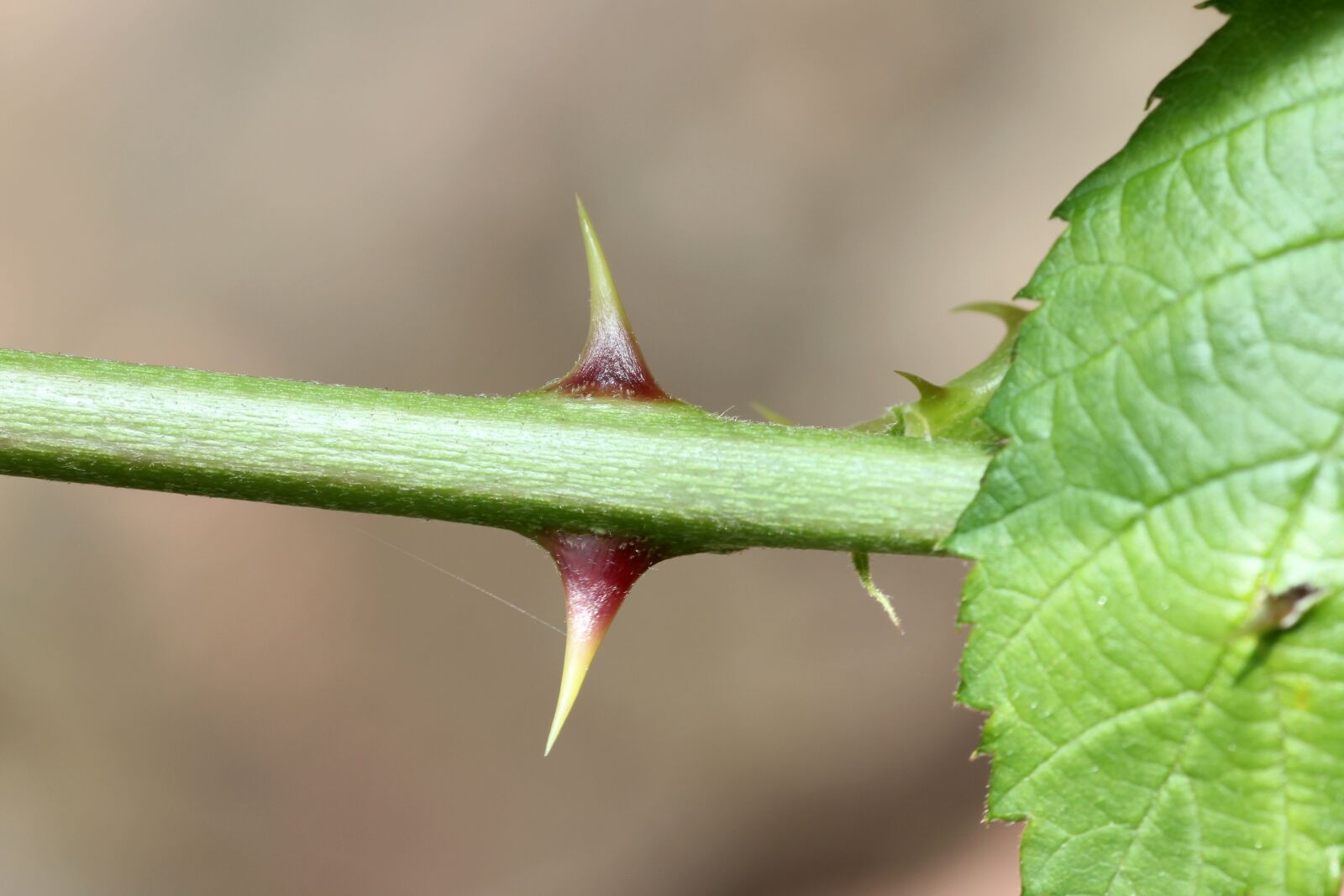 Canon EOS 60D sample photo. Thorns, rose, sting photography
