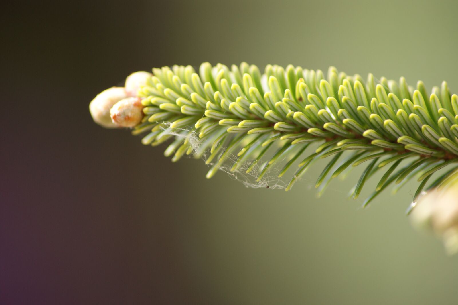 Sony Alpha DSLR-A390 sample photo. Pine, green, evergreen photography