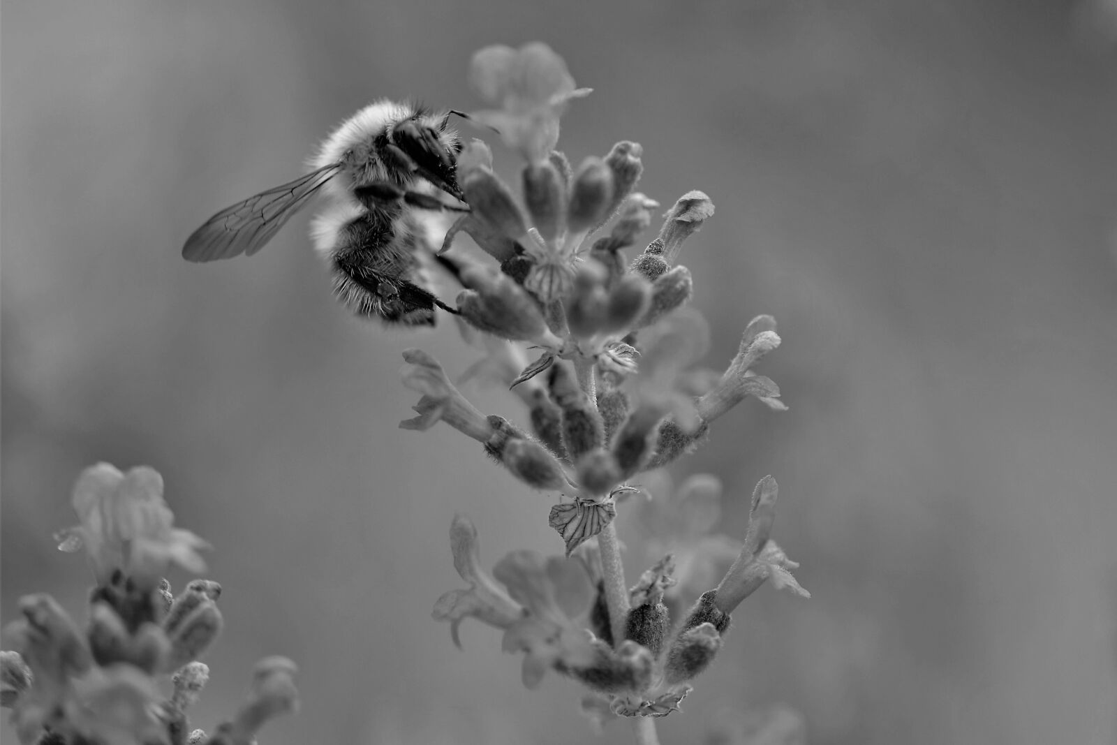 Nikon D5500 sample photo. Bee, lavender, black and photography