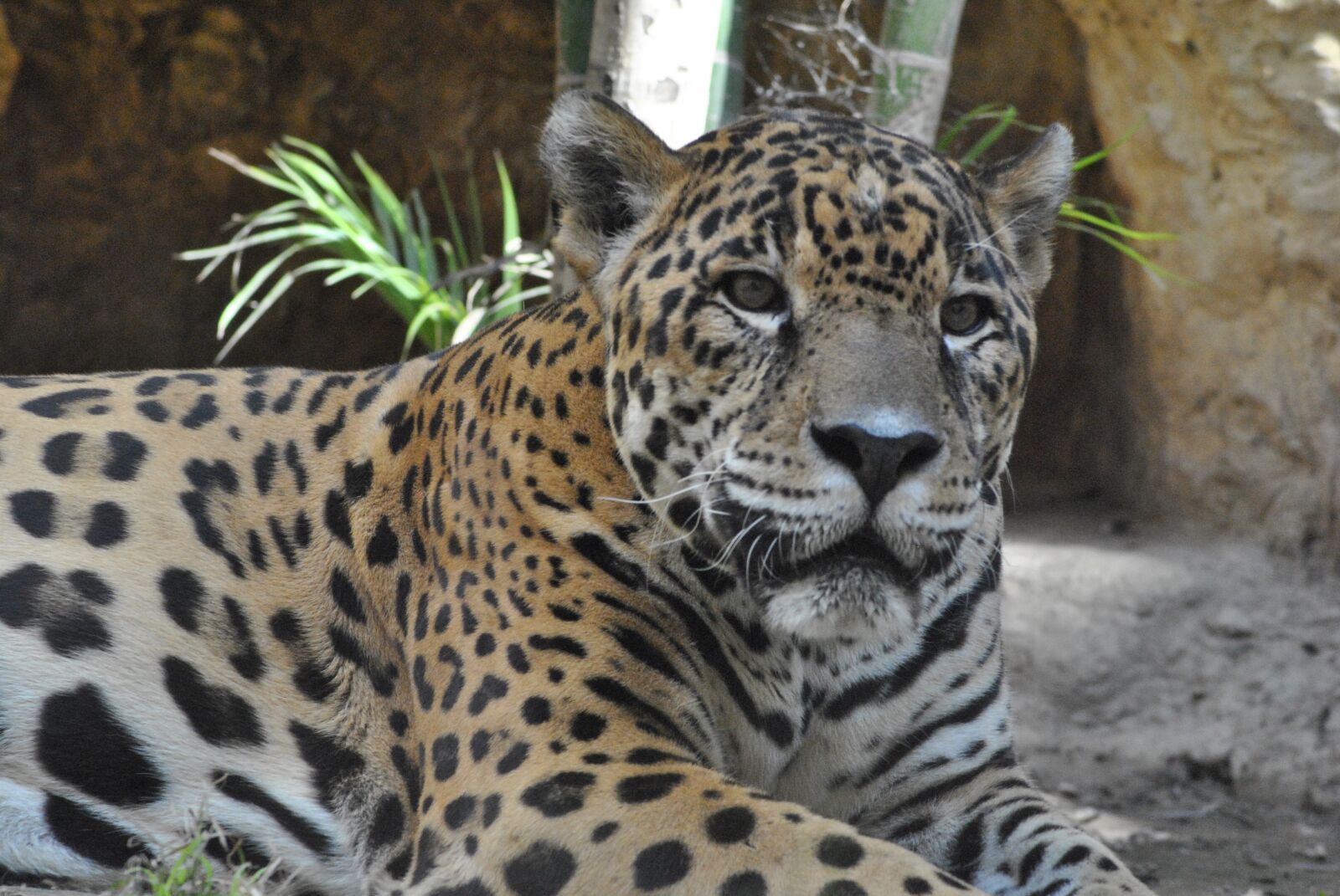 Nikon D3000 sample photo. Jaguar, zoo, animal photography