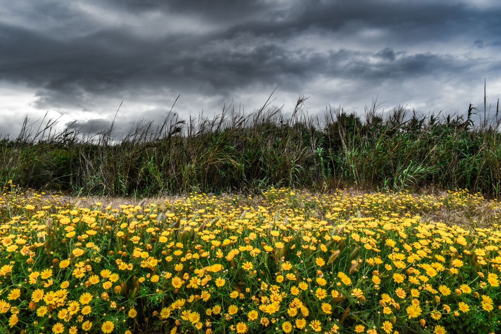 Nikon D3300 sample photo. Landscape, spring, nature photography