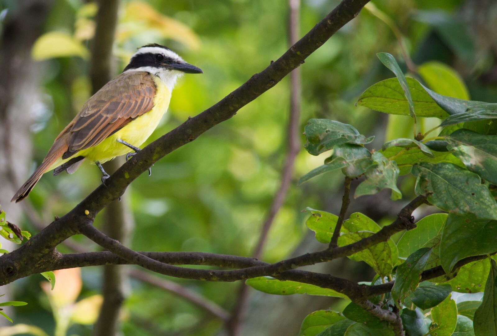 Canon EOS 1100D (EOS Rebel T3 / EOS Kiss X50) sample photo. Bird, ave, nature photography