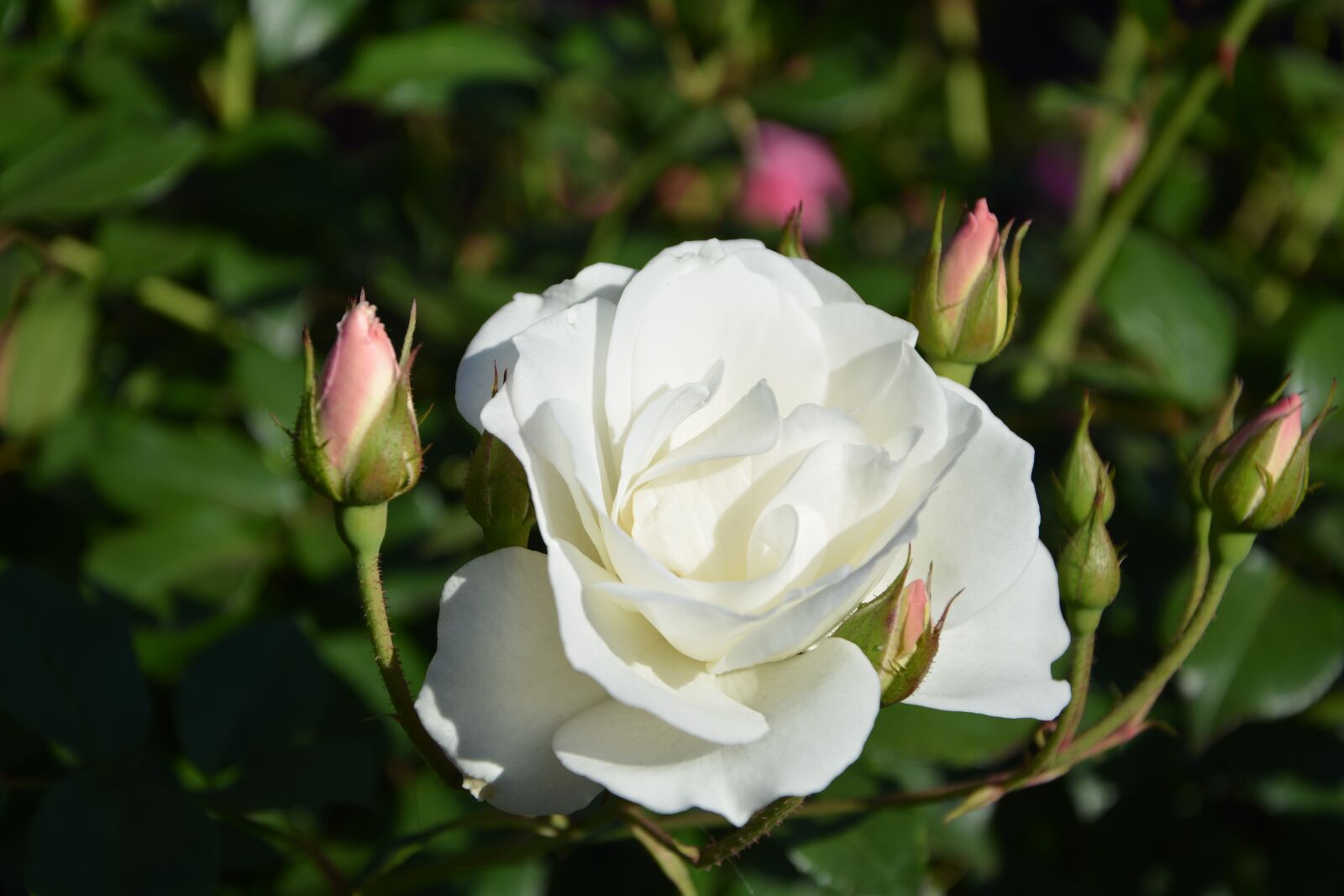 Nikon D5200 sample photo. Icebergs, white rise, buds photography