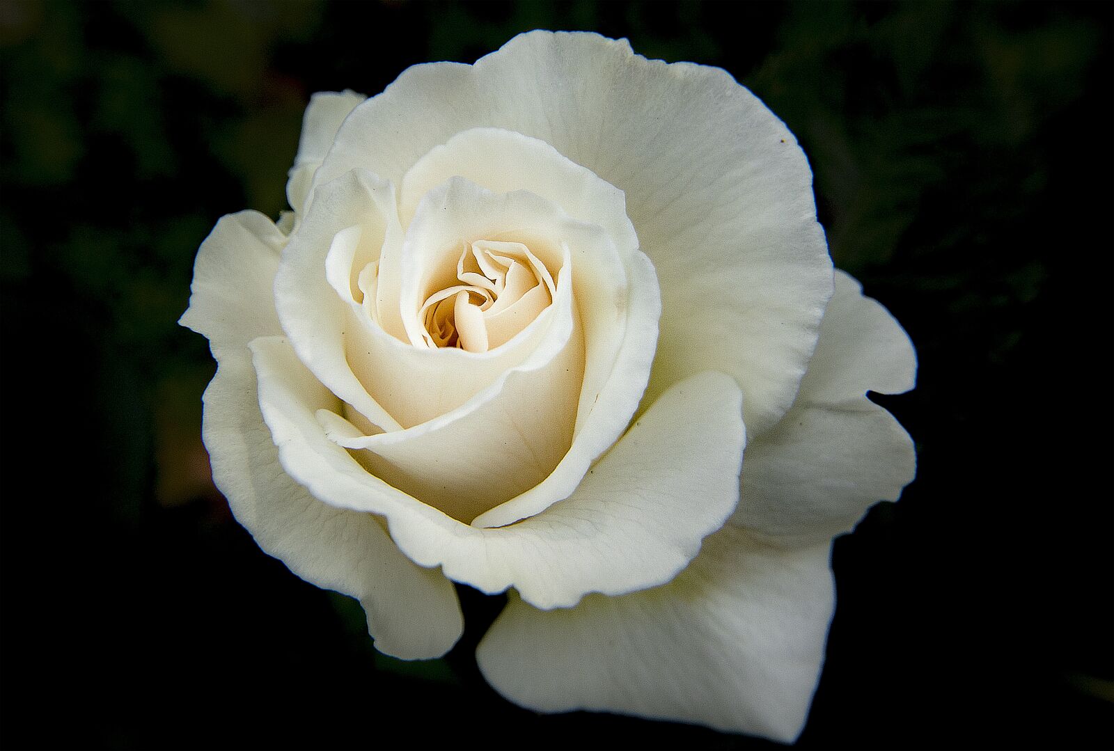 Canon EOS 750D (EOS Rebel T6i / EOS Kiss X8i) sample photo. Flower, rose, colorful photography