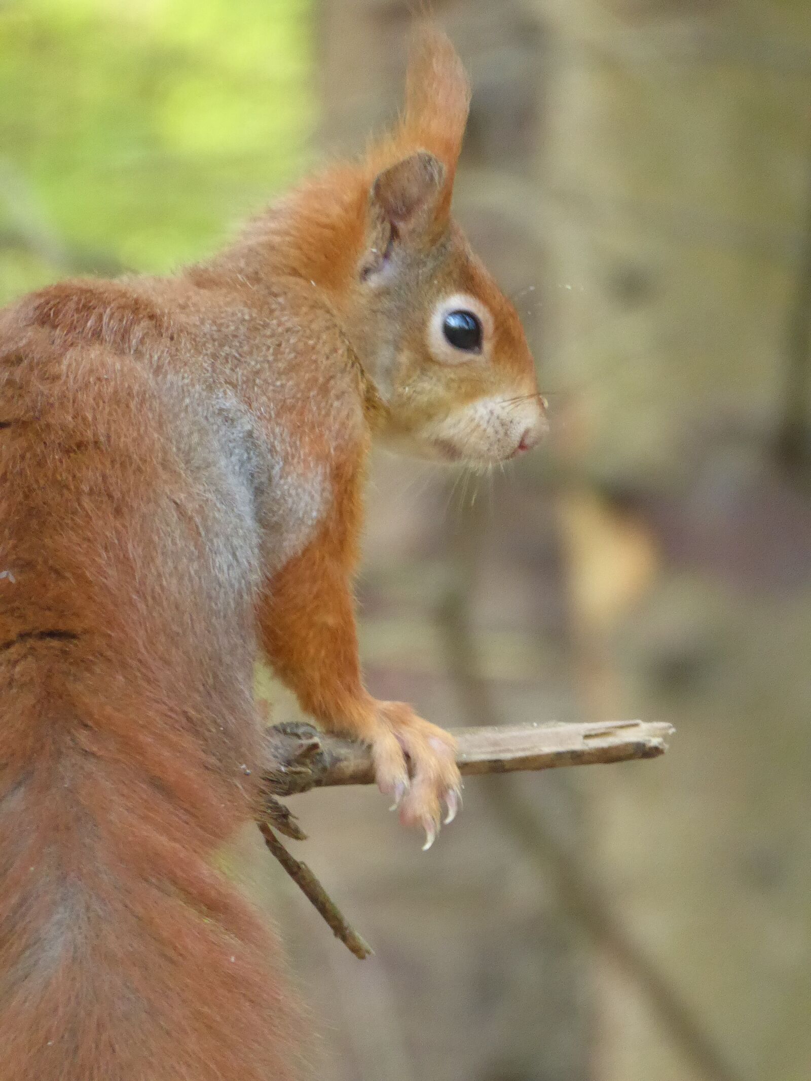 Panasonic Lumix DMC-ZS50 (Lumix DMC-TZ70) sample photo. Squirrel, tail, woods photography