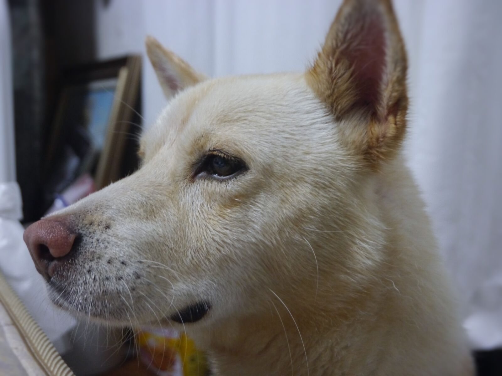 Panasonic Lumix DMC-GX1 sample photo. Taro, dog, okinawa photography