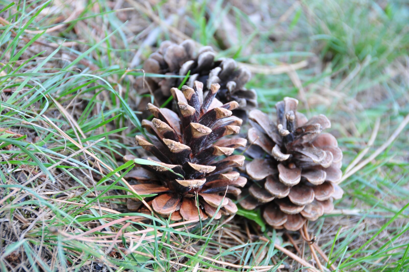 Nikon D300S sample photo. Pine, cones, nature photography