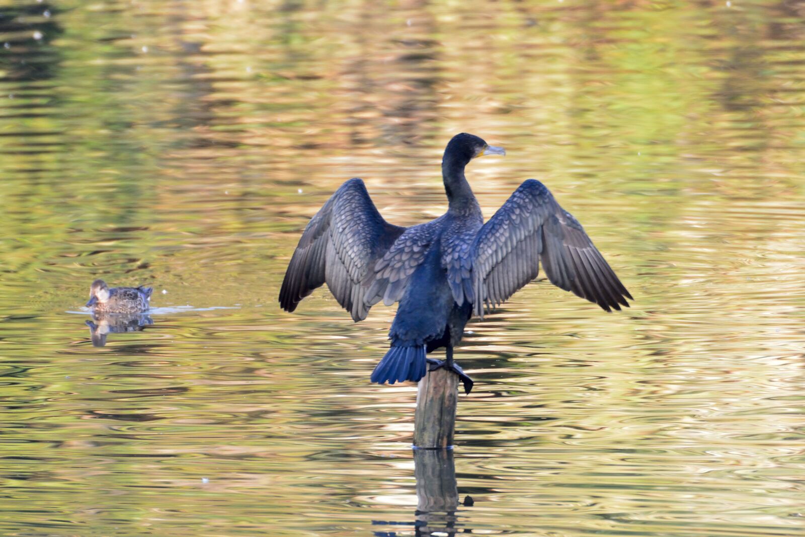 Nikon D800 sample photo. Bird, waters, pond photography