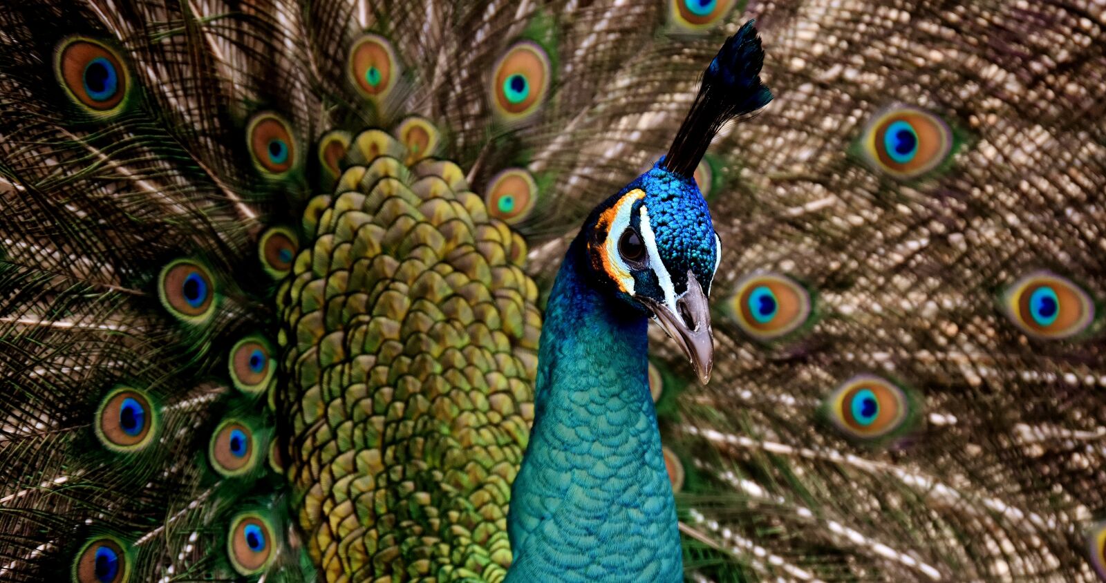 Nikon D7200 sample photo. Peacock, beautiful, colorful photography
