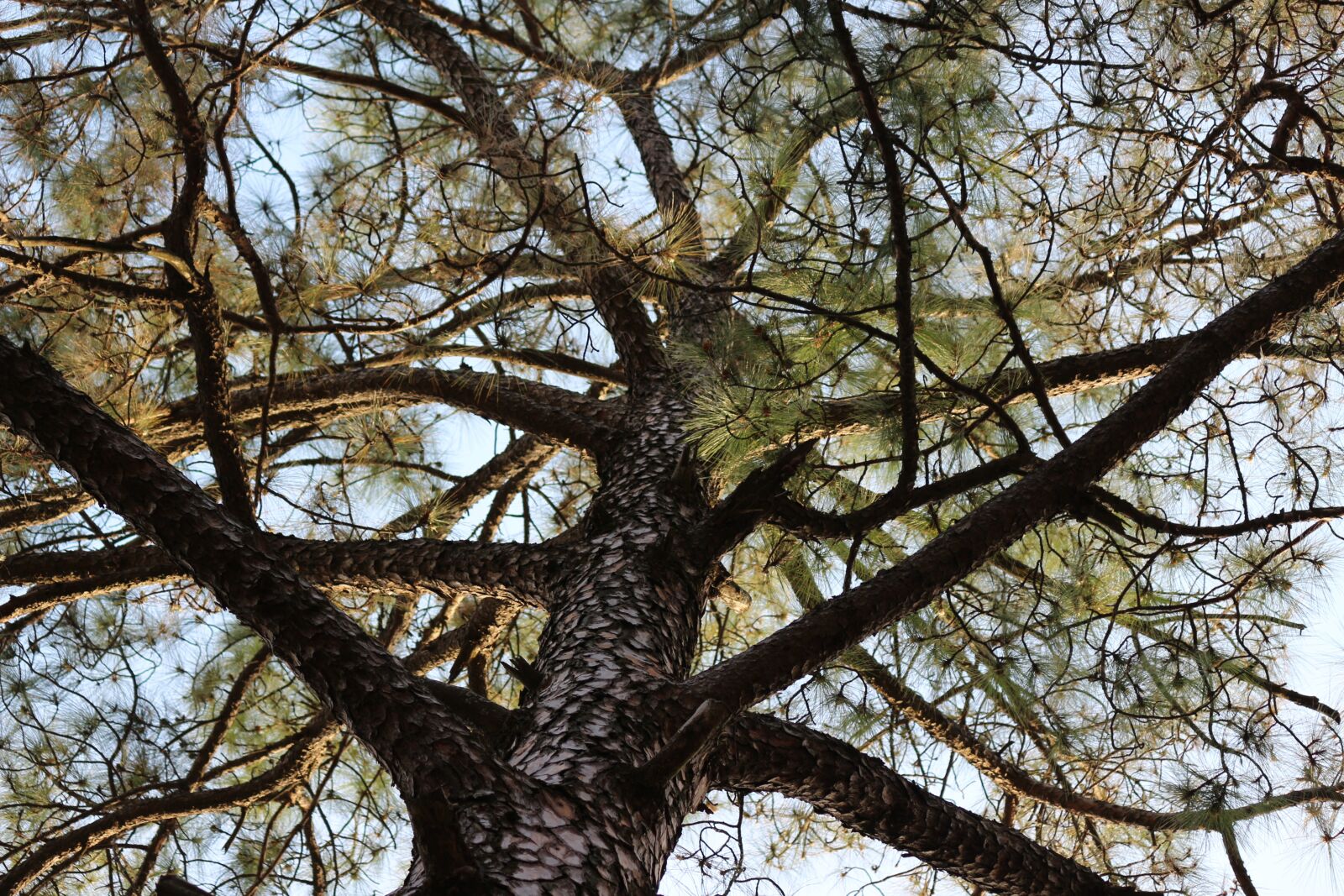 Canon EF-S 55-250mm F4-5.6 IS II sample photo. Nature, trees, environment photography