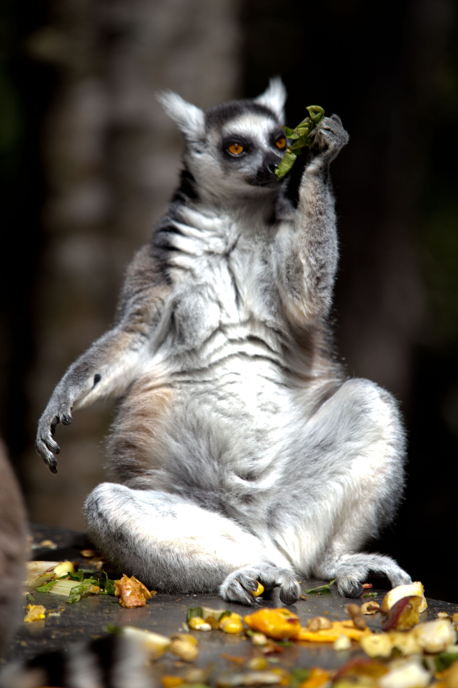 Canon EF 70-200mm F2.8L USM sample photo. Lemur, animal, monkey photography
