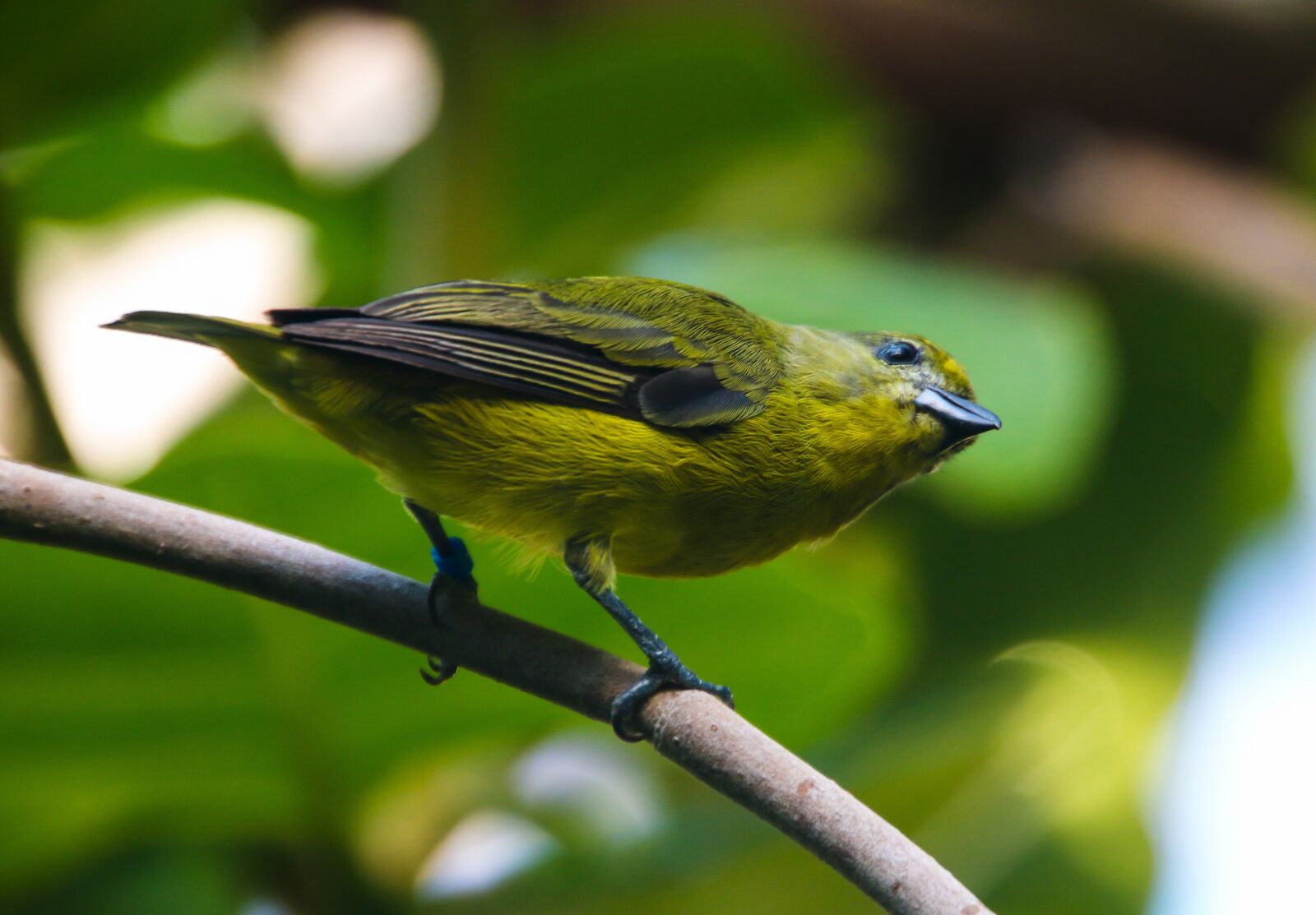 Canon EOS 70D sample photo. Animal world, bird, exotic photography