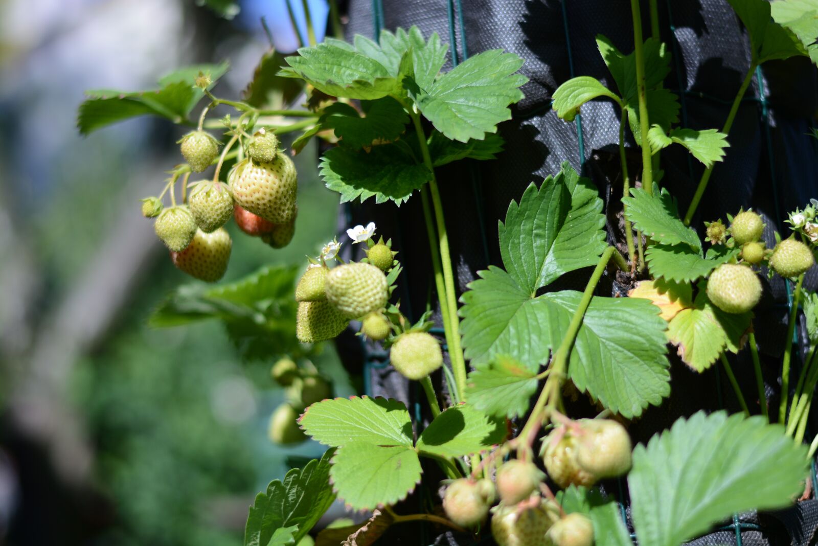 Nikon D7100 sample photo. Strawberry, green, fruit photography
