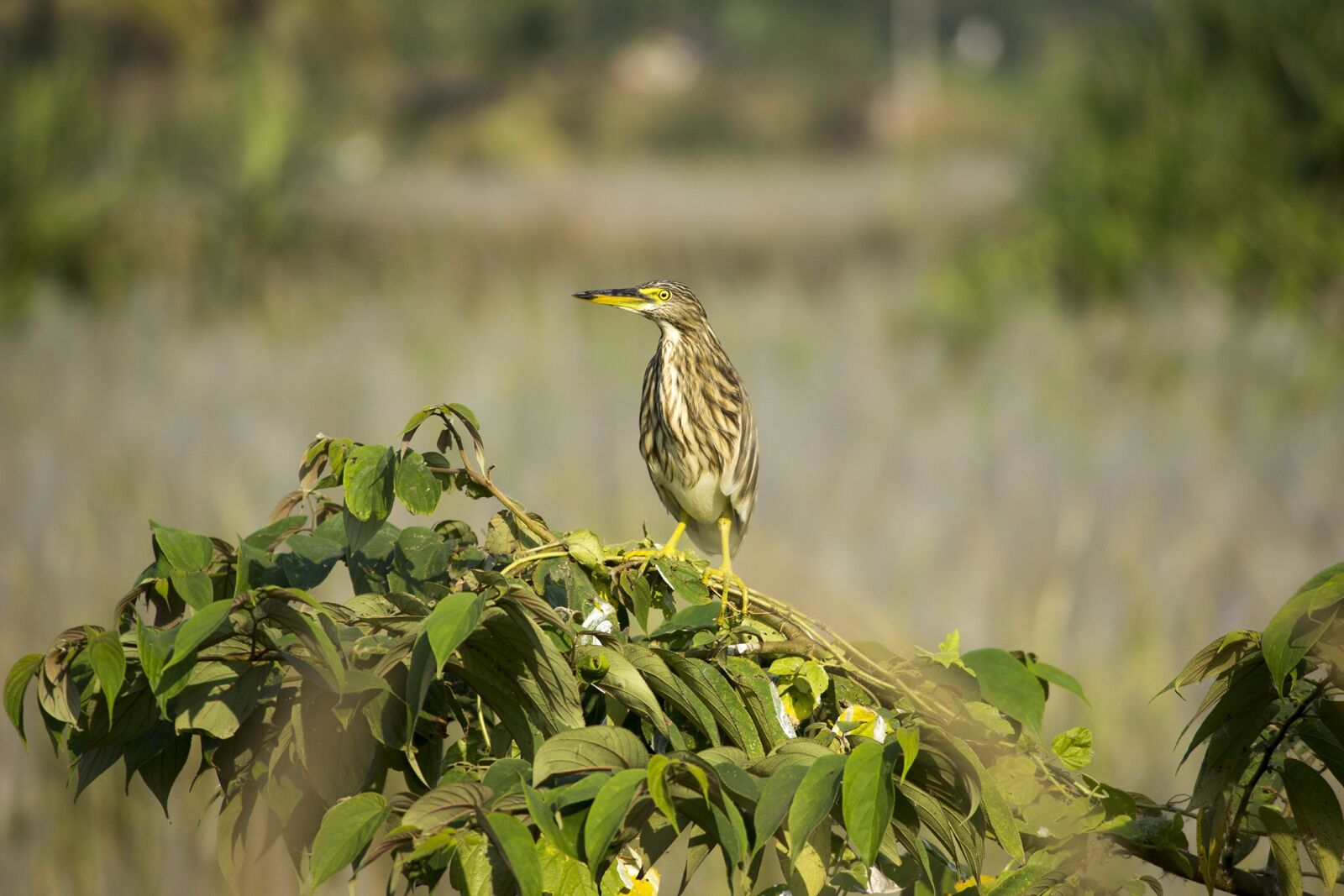 Canon EOS 600D (Rebel EOS T3i / EOS Kiss X5) sample photo. Bird, alone, nature photography