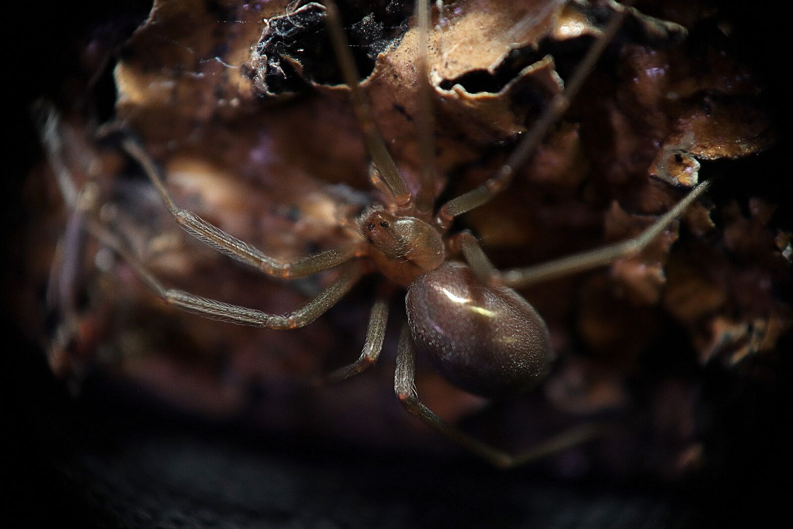 Canon EOS M50 (EOS Kiss M) sample photo. Spider, arano's corner, arachnid photography