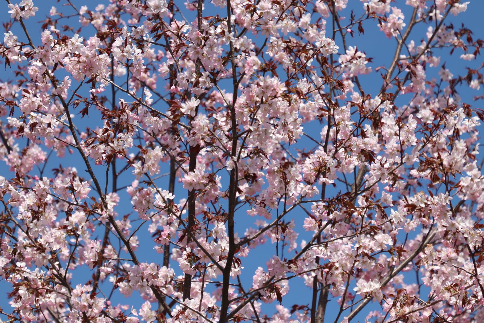 Canon EF 24-105mm F4L IS II USM sample photo. Sakura, bloom, spring photography