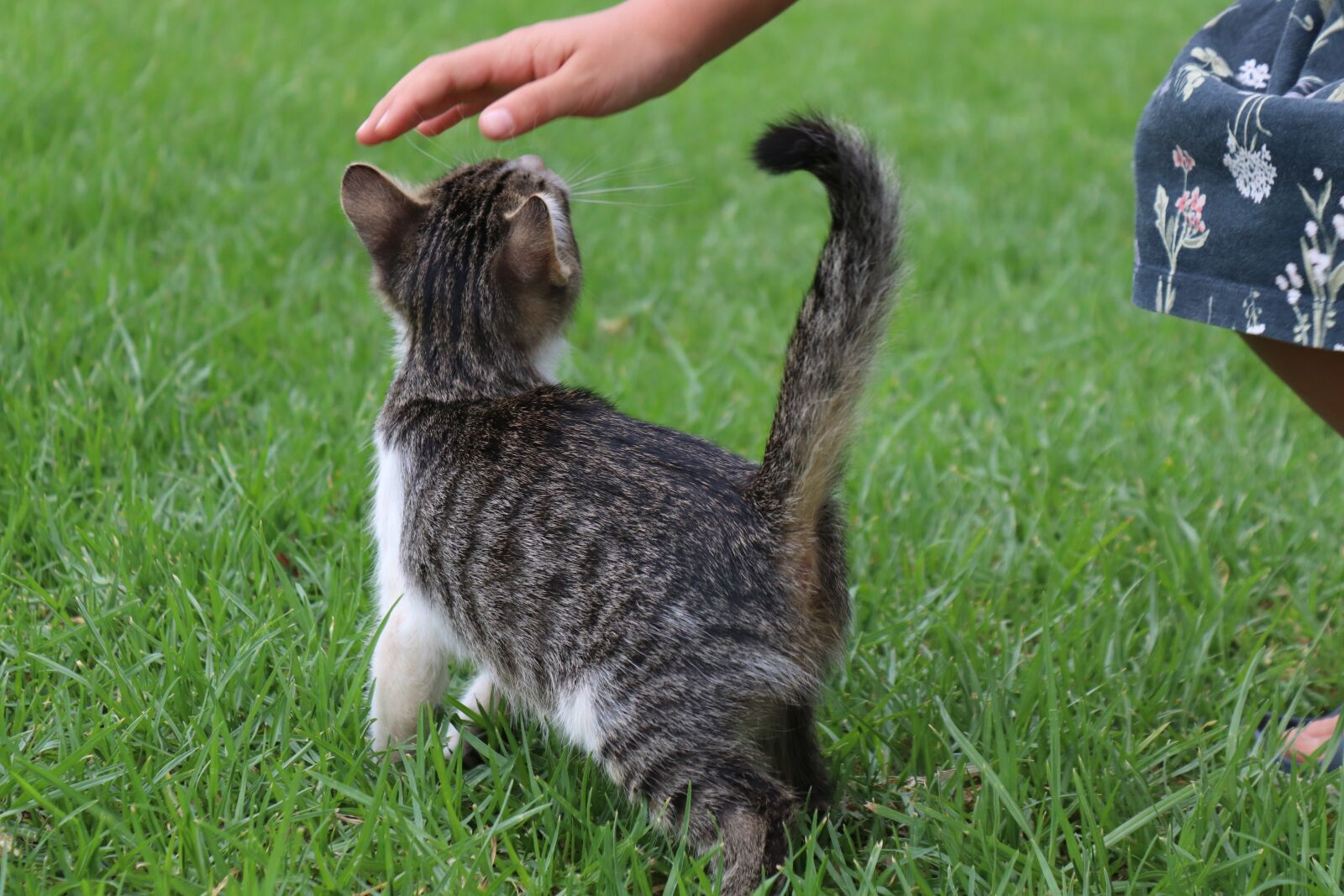 Canon EOS 200D (EOS Rebel SL2 / EOS Kiss X9) sample photo. Cat, animal, child photography