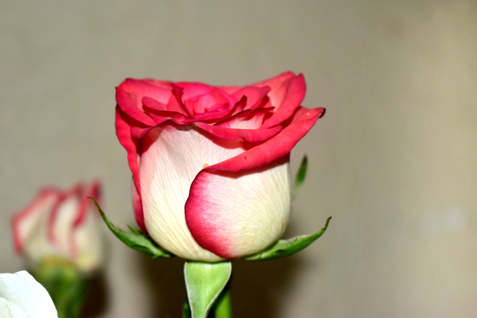 Nikon D5600 sample photo. Flower, rosa, plant photography
