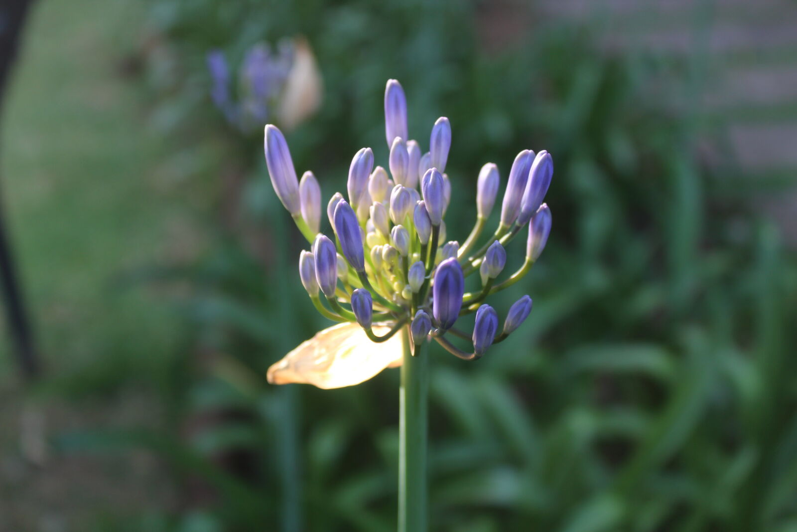 Canon EOS 1300D (EOS Rebel T6 / EOS Kiss X80) sample photo. Flower photography