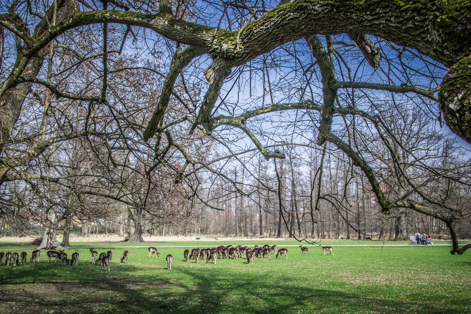 Nikon D5300 sample photo. Herd, fallow deer, park photography