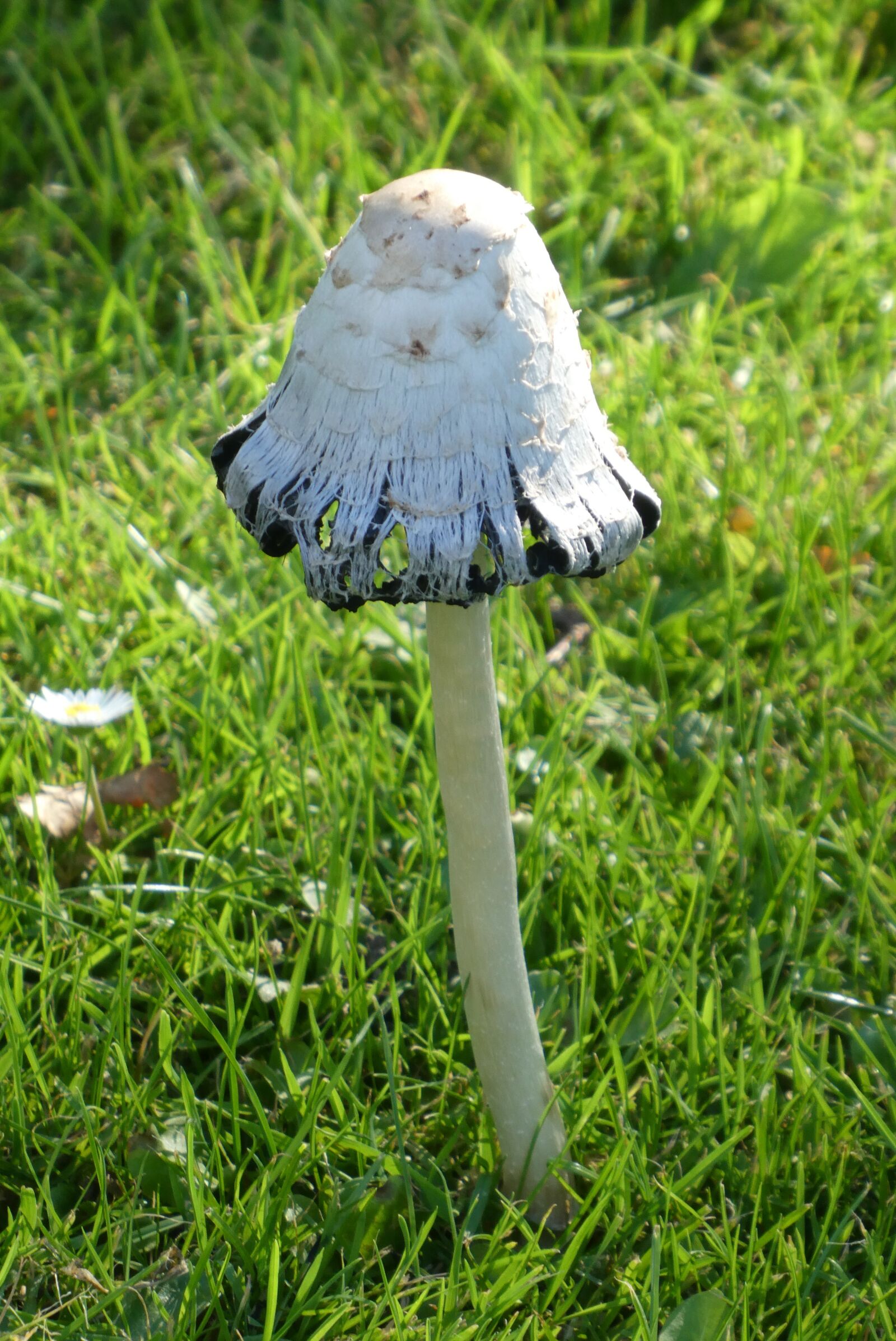 Panasonic Lumix DC-ZS70 (Lumix DC-TZ90) sample photo. Mushroom, inktzwam, autumn photography
