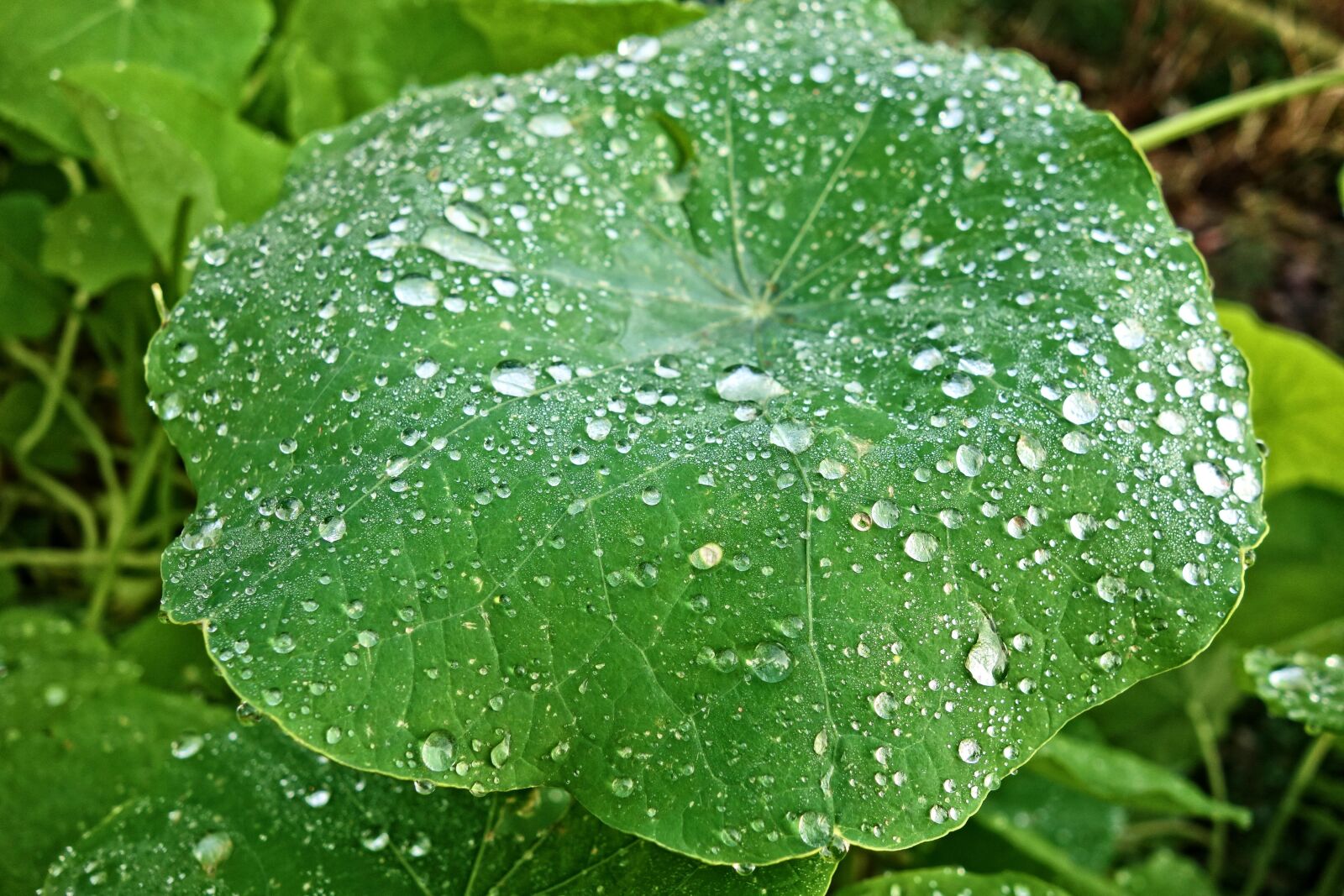 Sony Cyber-shot DSC-RX100 sample photo. Petunia, plant, petunia leaf photography