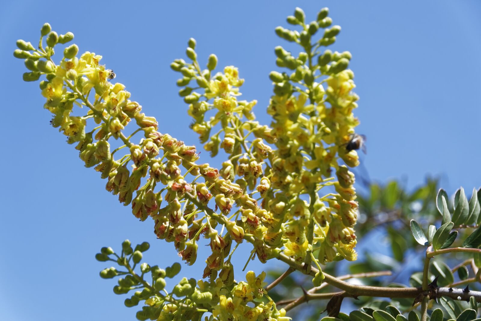 Nikon D500 sample photo. Colombia, plant, bloom photography