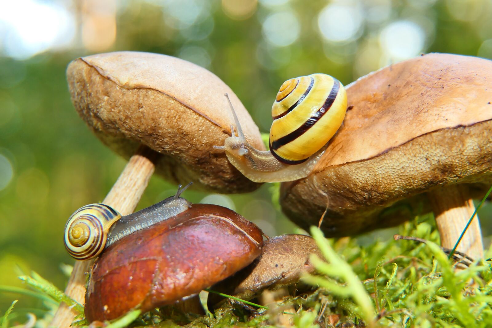 Panasonic Lumix DMC-FZ2500 (Lumix DMC-FZ2000) sample photo. Snails, mushrooms, nature photography
