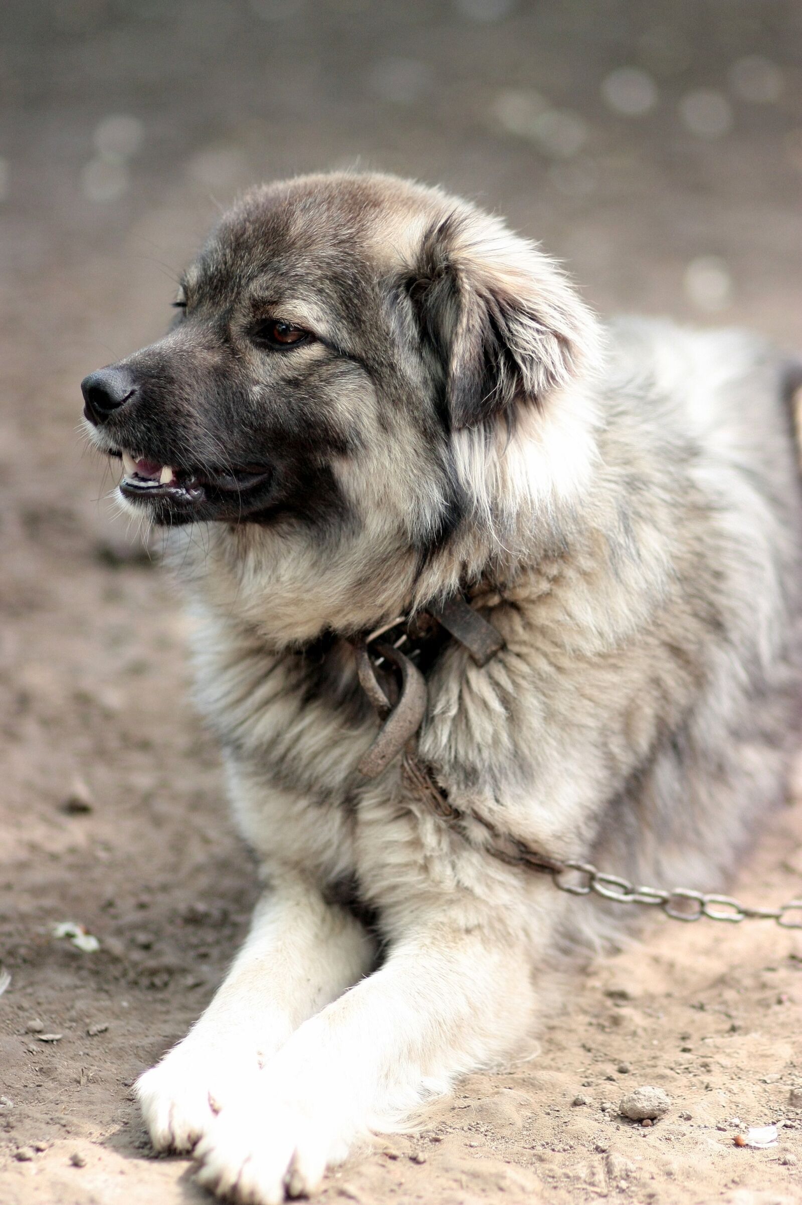 Canon EOS 450D (EOS Rebel XSi / EOS Kiss X2) sample photo. Dog, black, watchman photography