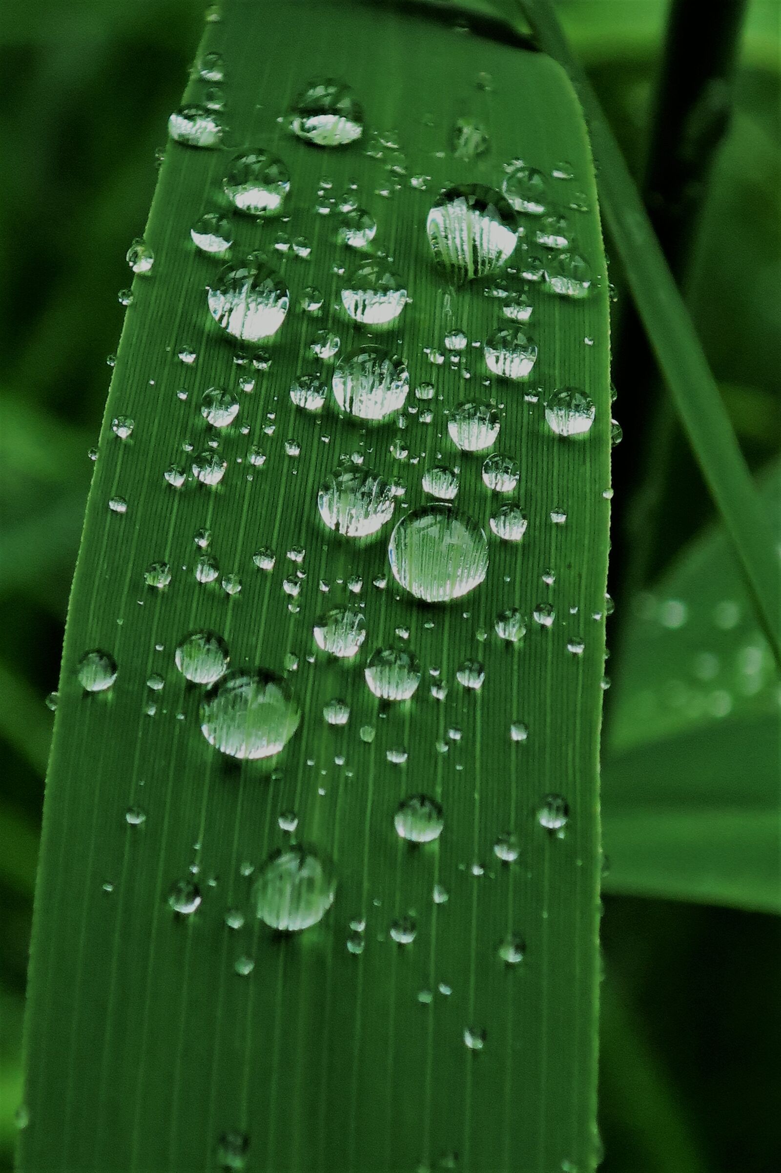 Canon PowerShot G9 X sample photo. Raindrop, dew, reed photography