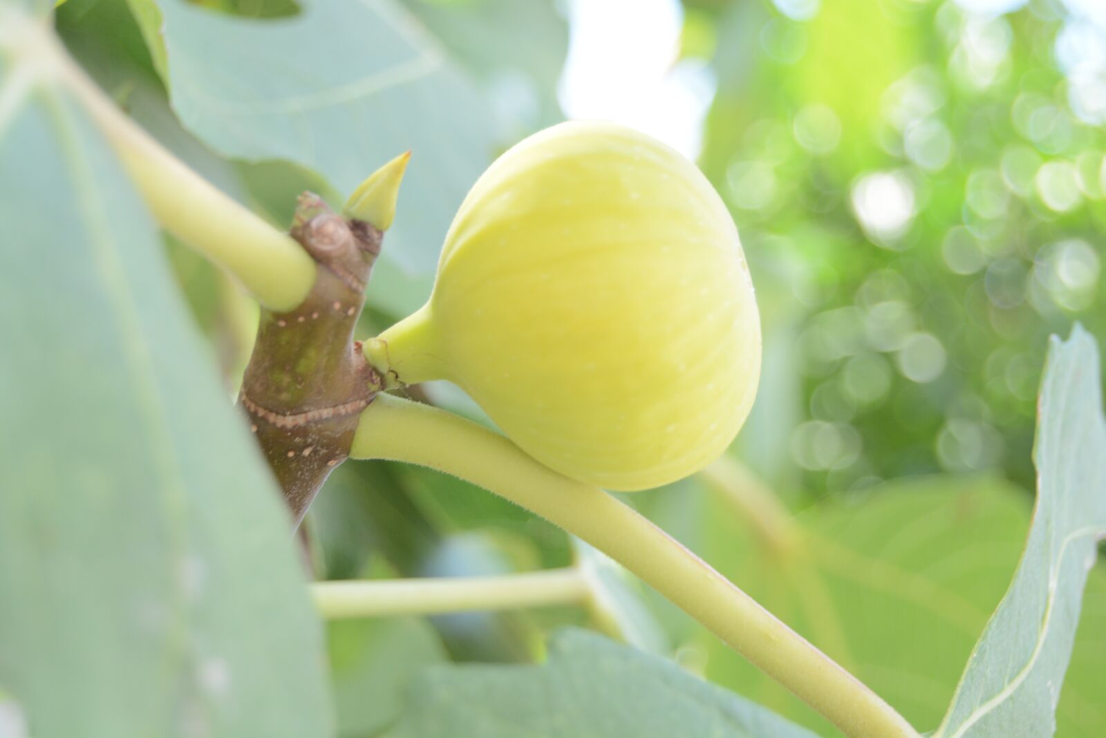 Nikon D5200 sample photo. Yellow, fruit, good taste photography