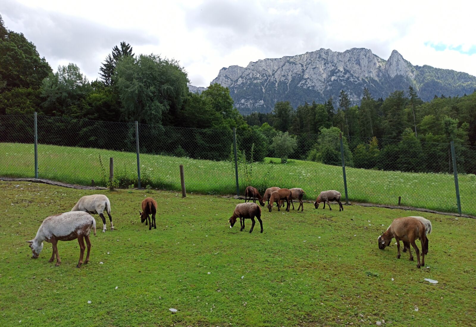 Xiaomi Redmi Note 8 Pro sample photo. Brown goats, mountains, tirol photography