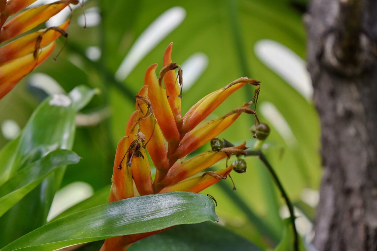 Nikon D5500 sample photo. Beautiful flowers, exotic, rain photography