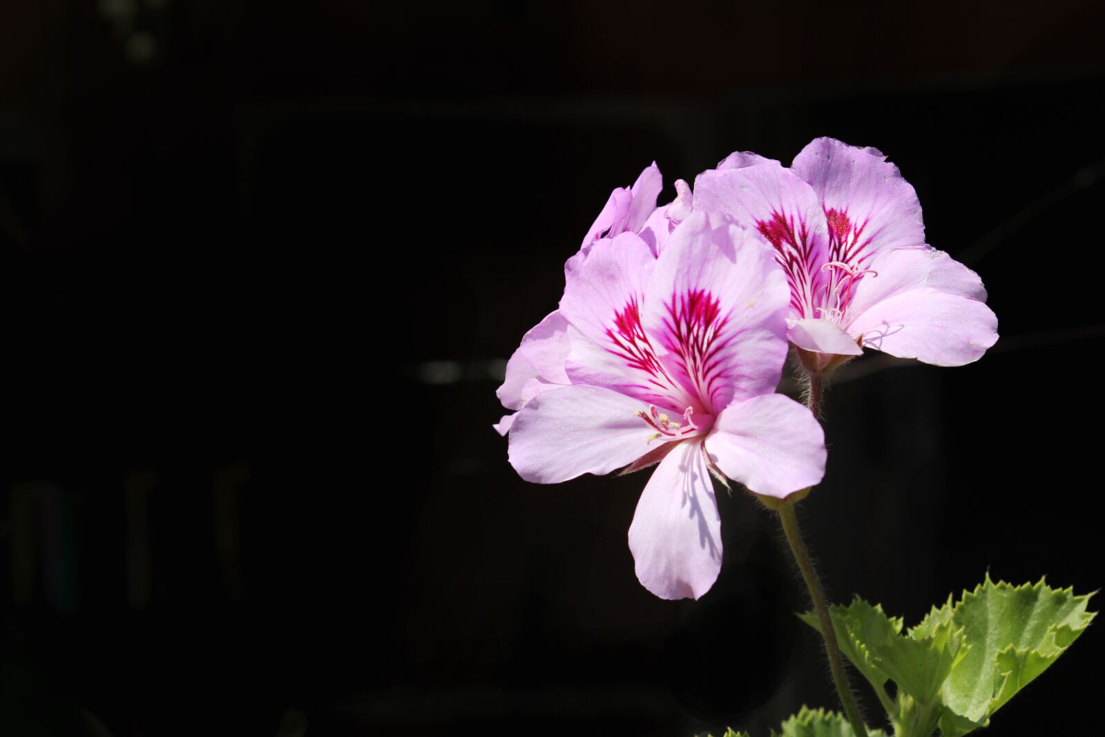 Canon EOS 650D (EOS Rebel T4i / EOS Kiss X6i) sample photo. Flower, nature, plant photography