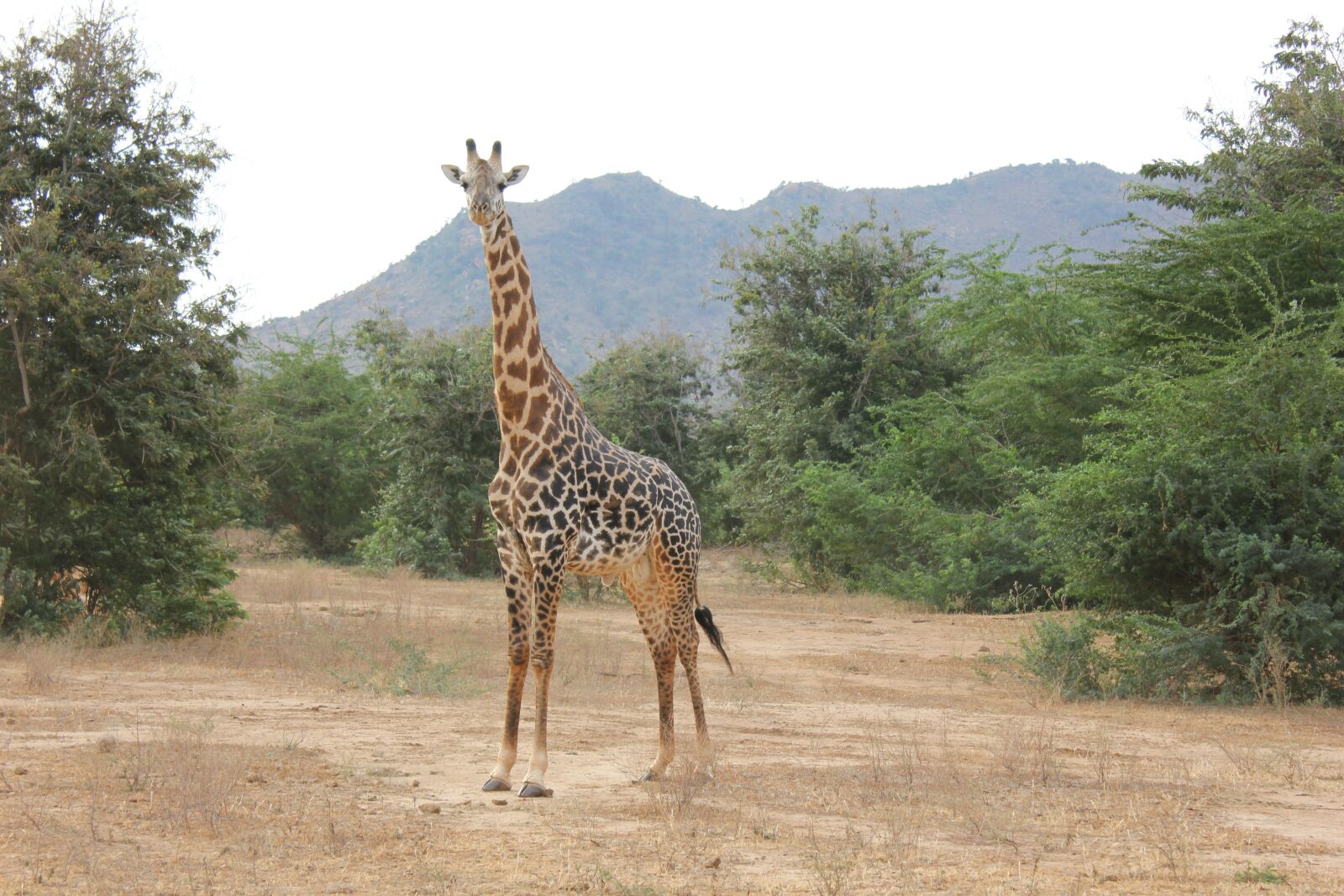 Canon EF-S 18-55mm F3.5-5.6 IS sample photo. Giraffe, steppe, trees photography
