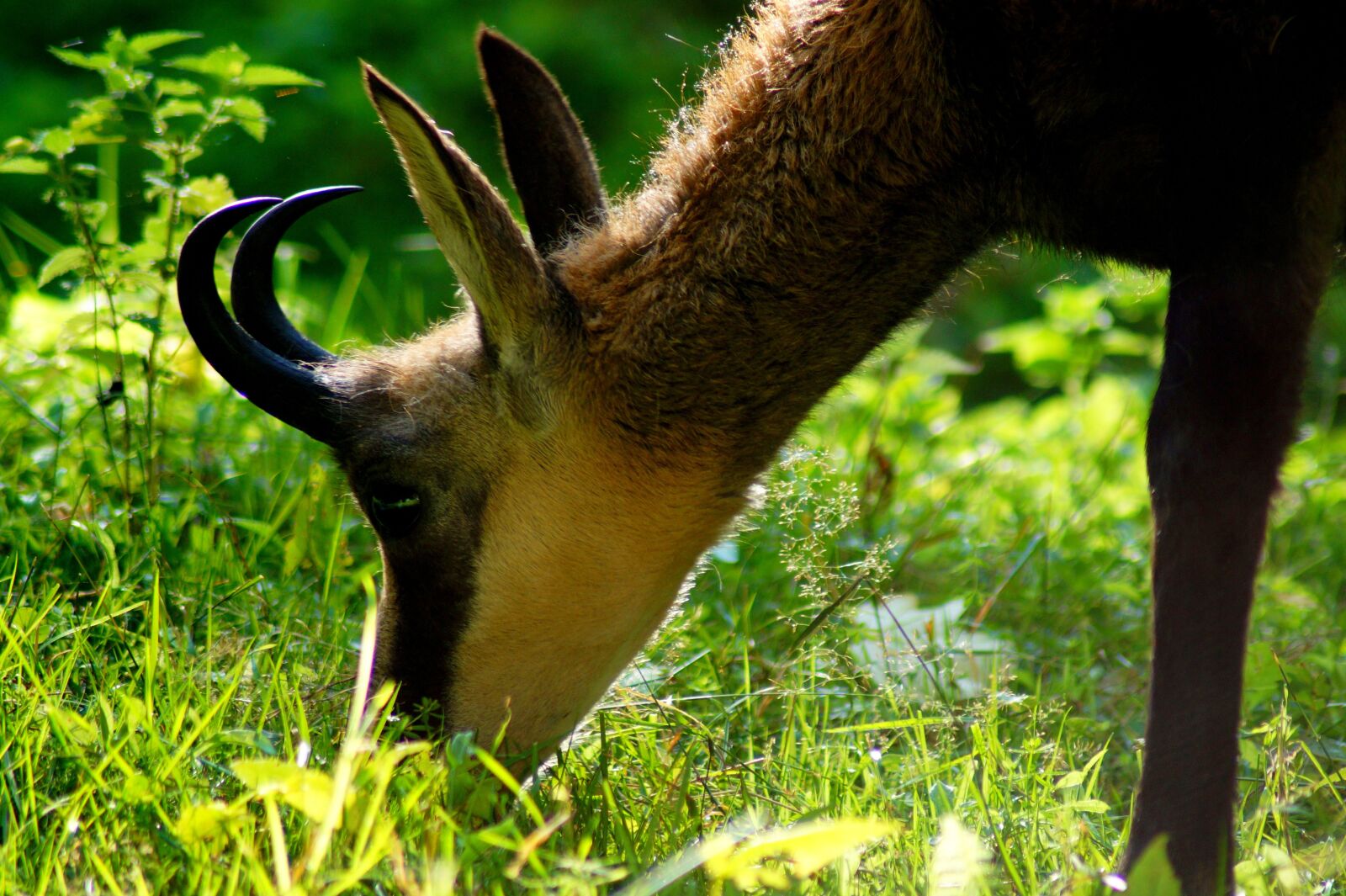 Sony SLT-A58 sample photo. Chamois, animal, wild photography