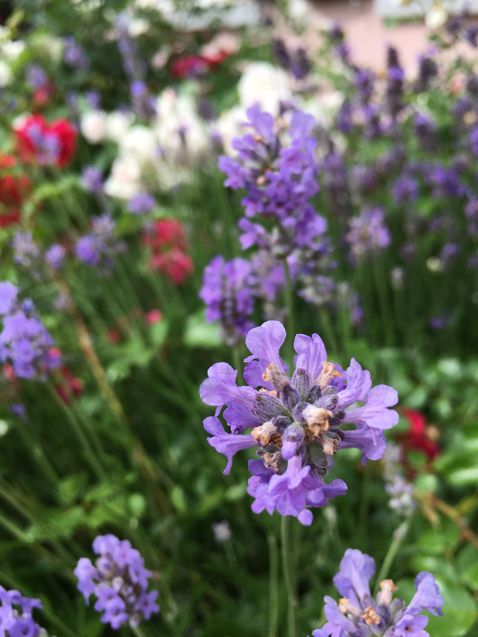 Apple iPhone 6s sample photo. Flowers, flower meadow, purple photography
