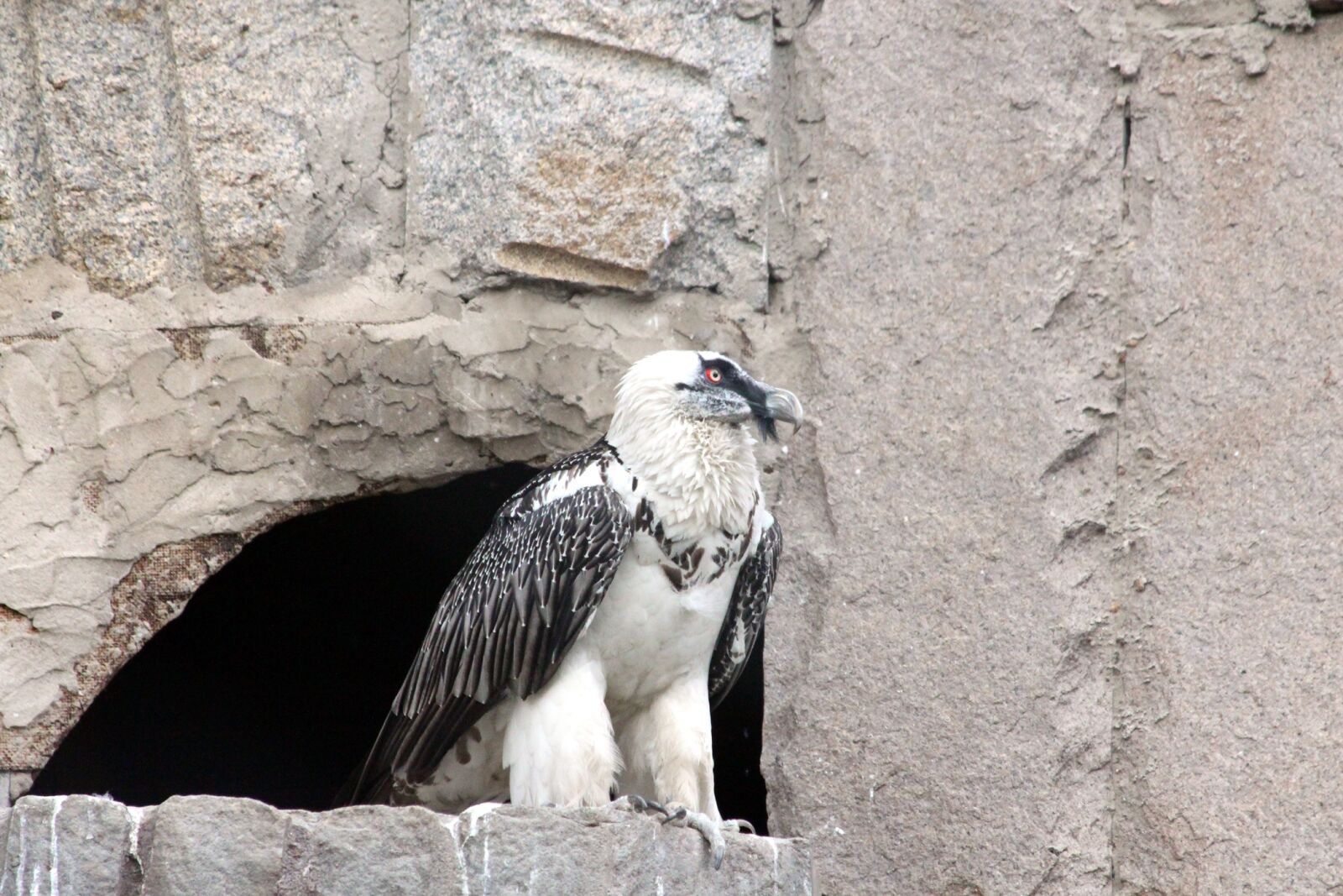 Canon EOS 650D (EOS Rebel T4i / EOS Kiss X6i) sample photo. Bearded, vulture, gypaetus barbatus photography
