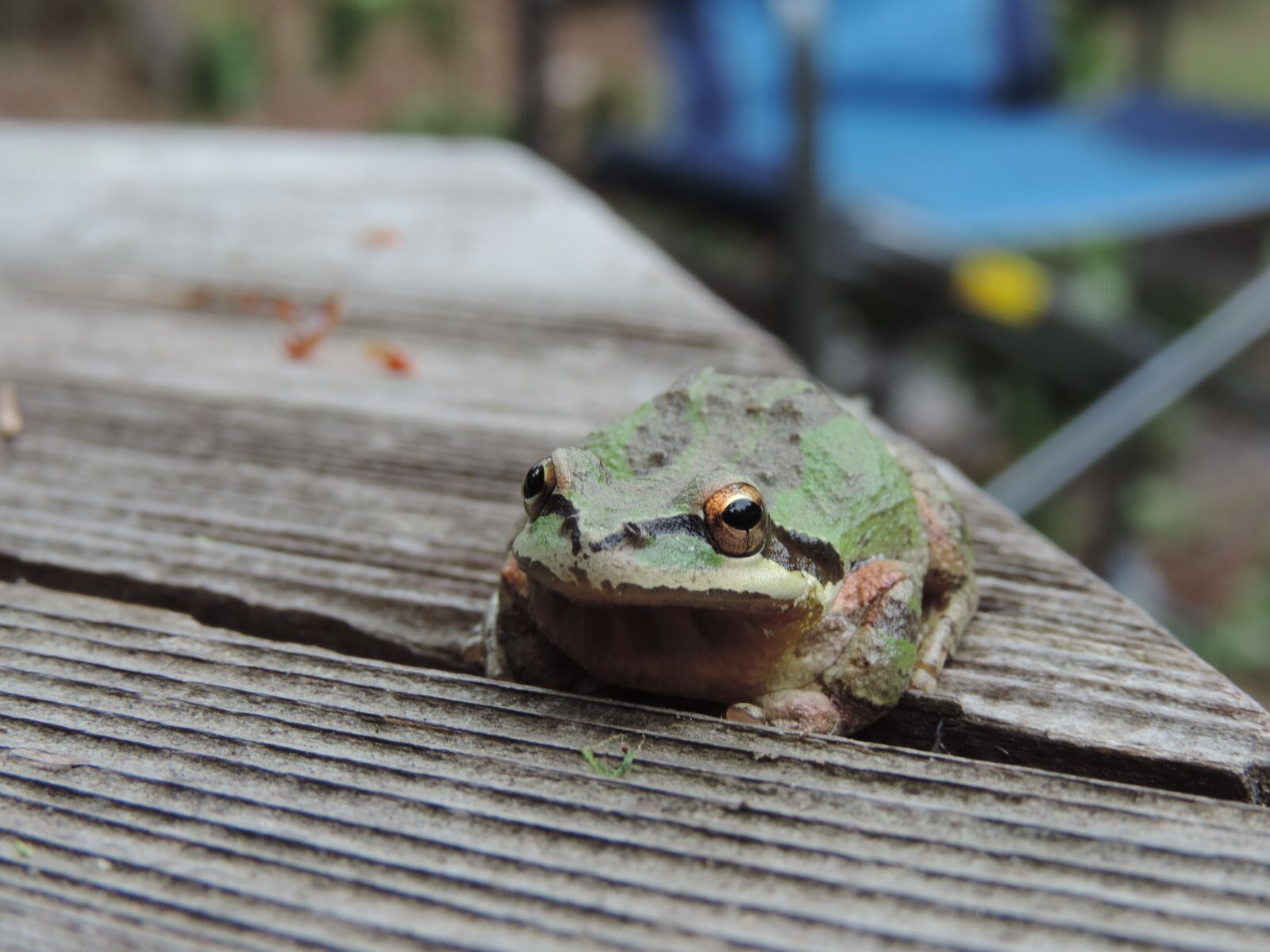 Nikon Coolpix P520 sample photo. Northern pacific tree frog photography