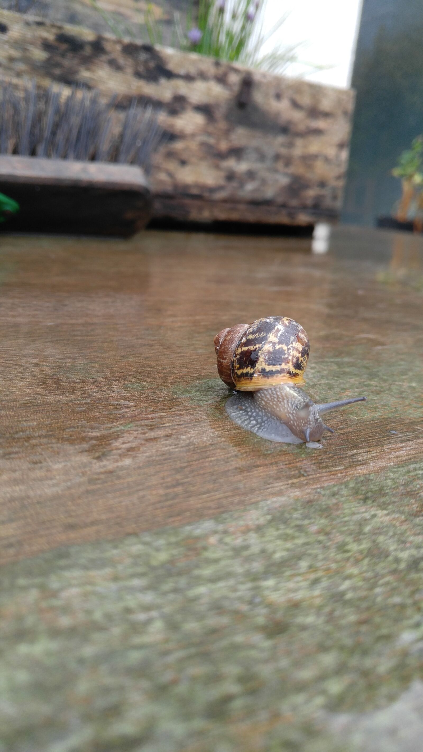 LG V10 sample photo. Little, snail, garden photography